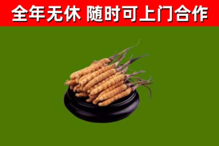 芦山回收冬虫夏草